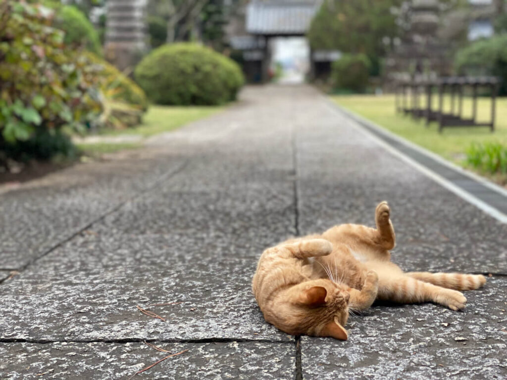 画像4_正明寺ねこ